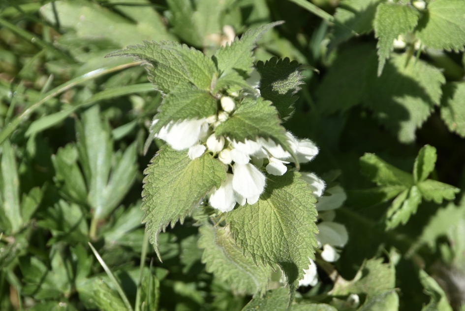 Witte dovenetel - Planten - 