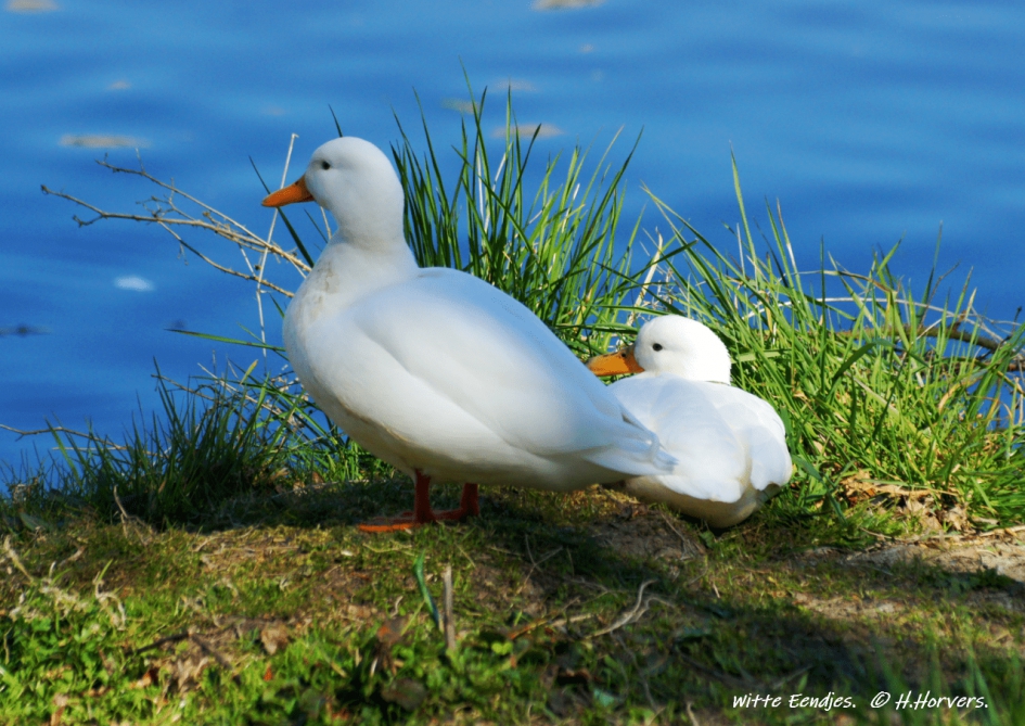 Witte Eendjes - Vogels - Witte Eendjes