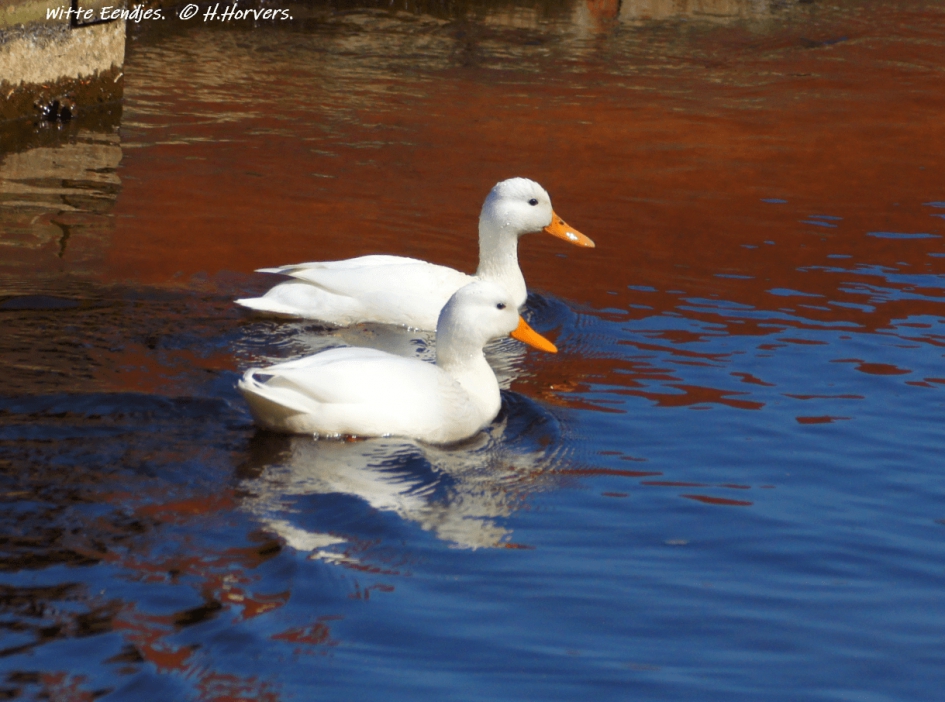Witte Eendjes - Vogels - Witte Eendjes