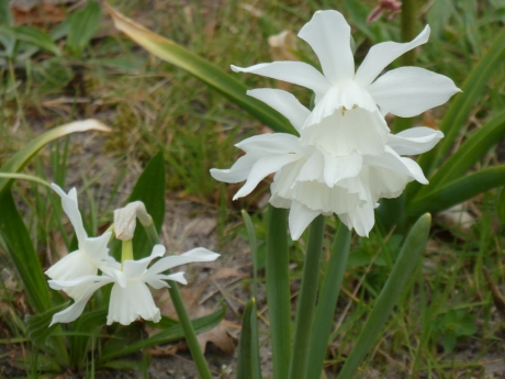 Witte narcis