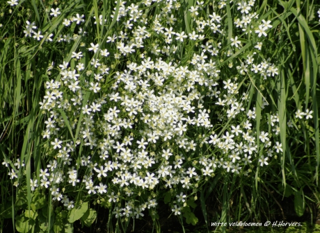 Witte veldbloemen.