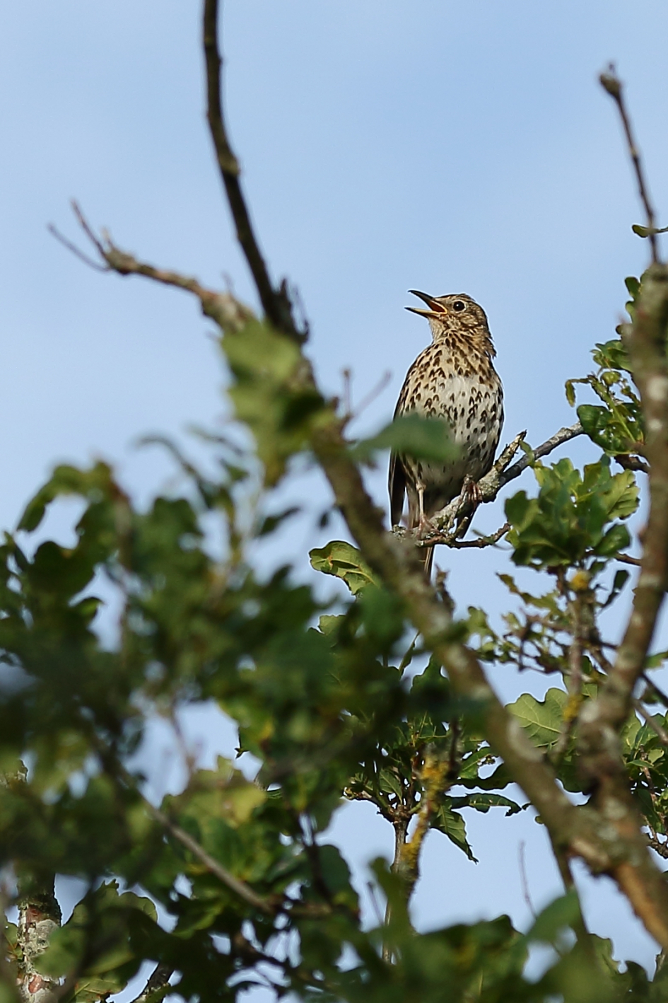 ''zingen'' kan ik heus wel - Vogels - zanglijster