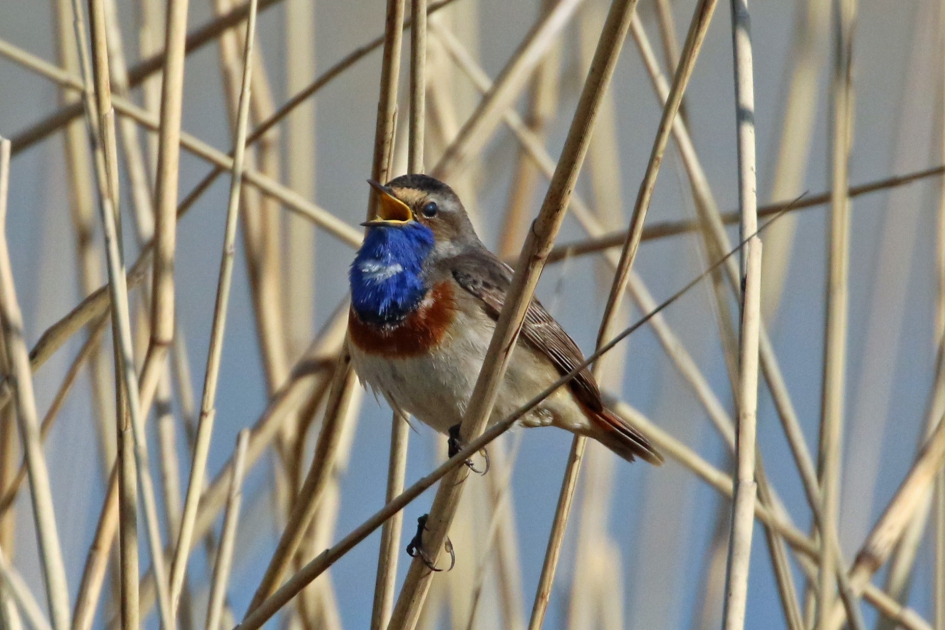 Zingende blauwborst - Vogels - 