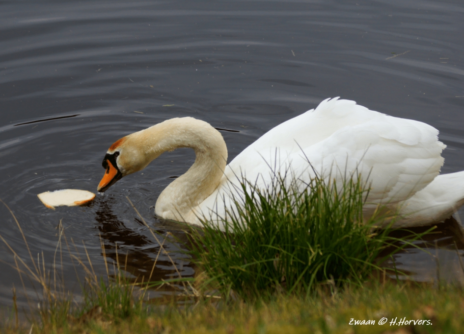 Zwaan. - Vogels - Zwaan