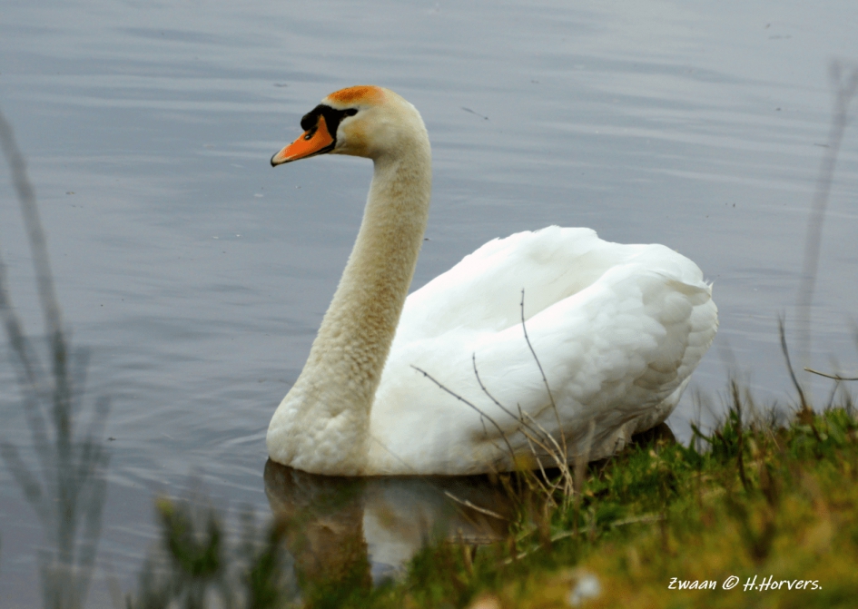 Zwaan - Vogels - Zwaan
