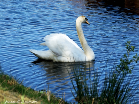 Zwaan