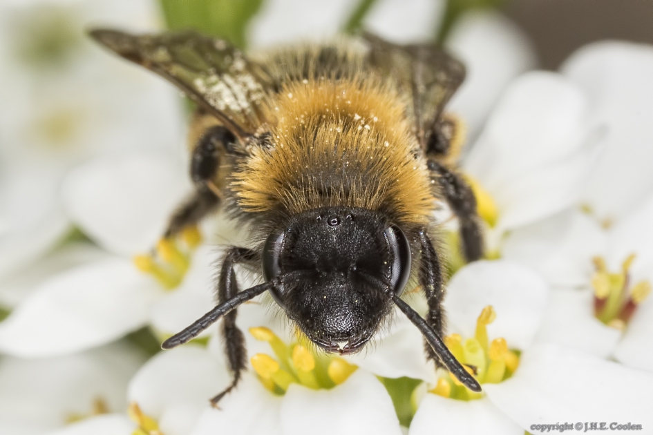 Zwartbronzen zandbij (Andrena nigroaenea) - Geleedpotigen - Zwartbronzen zandbij