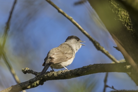 Zwartkop (Sylvia atricapilla)
