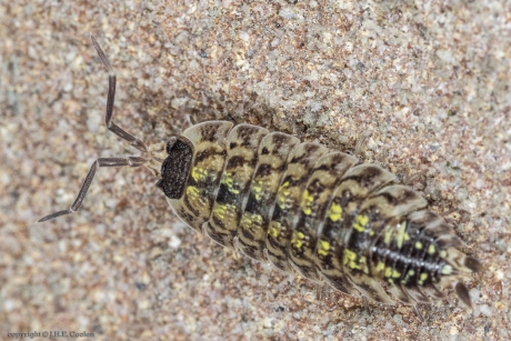 Zwartkoppissebed (Porcellio spinicornis)