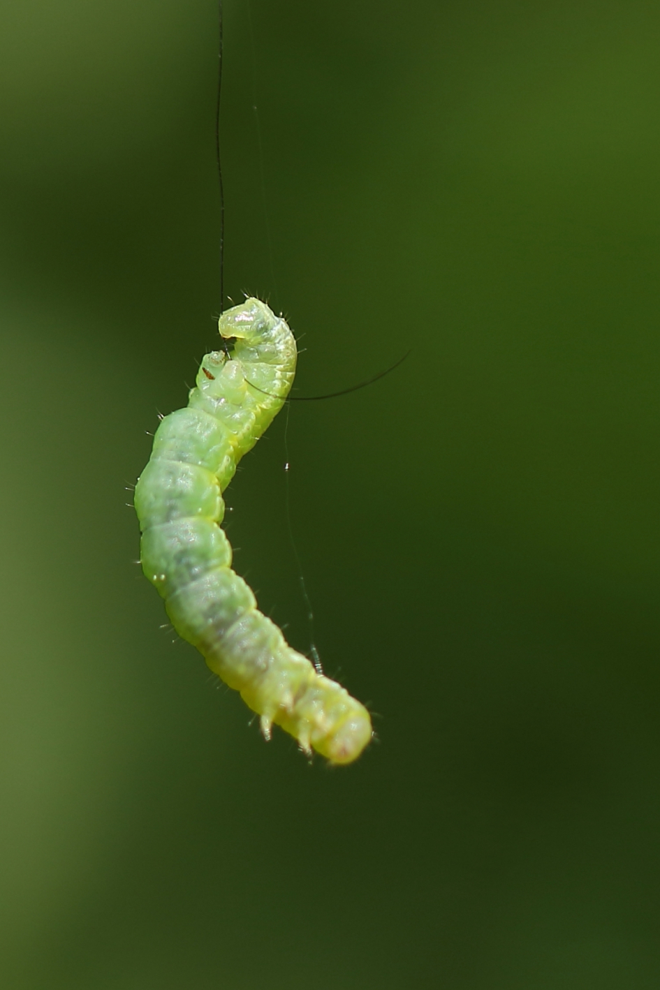 acrobaat - Geleedpotigen - 