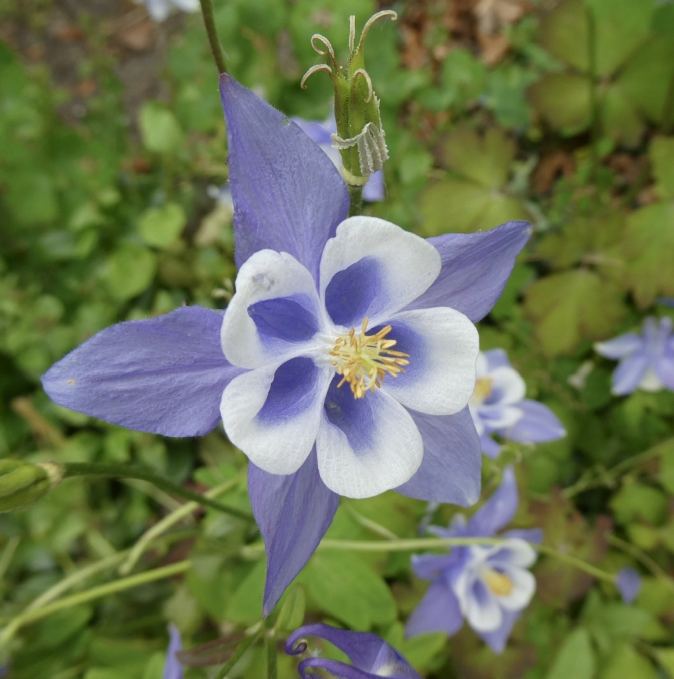 Akelei - Planten - 