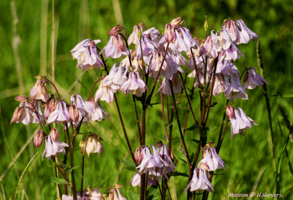 Akeleien - Planten - Akeleien
