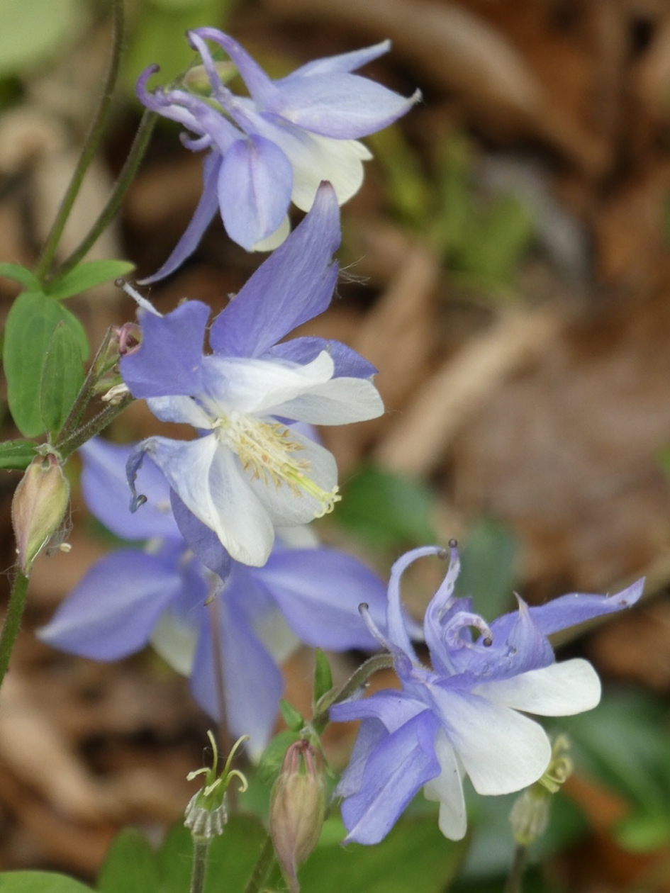 Akeleien - Planten - 