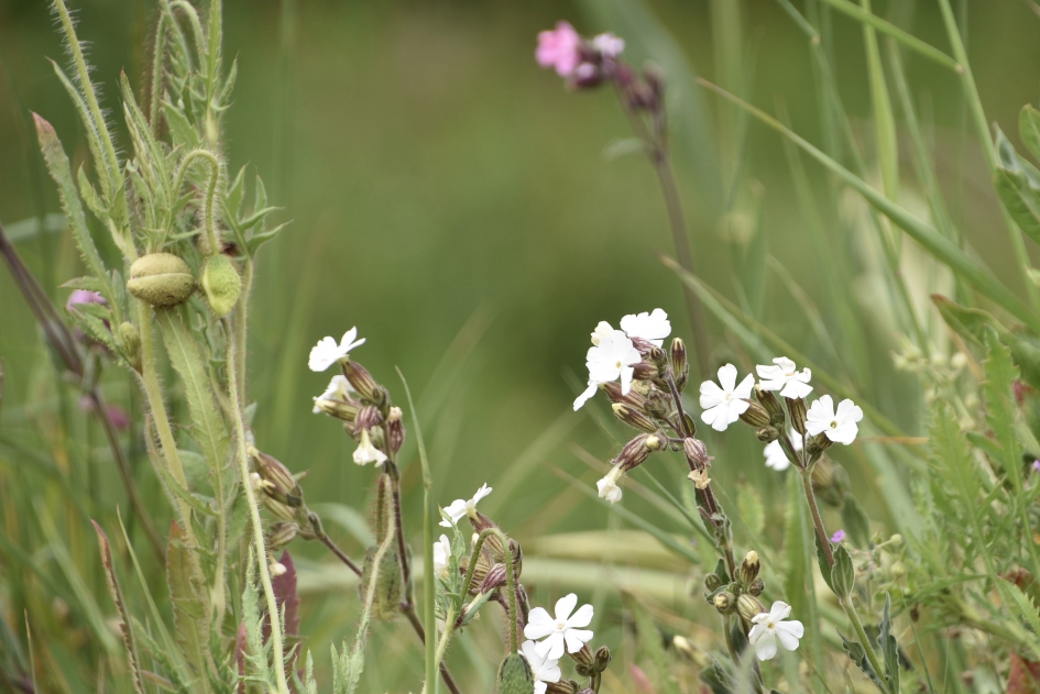 Avondkoekoeksbloem - Planten - 