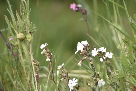 Avondkoekoeksbloem