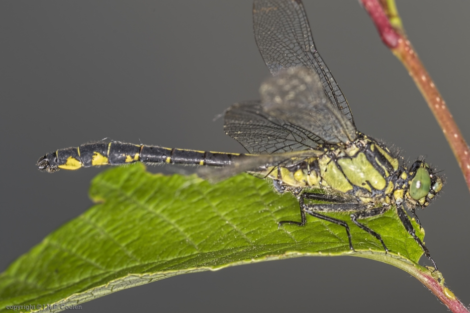 Beekrombout (Gomphus vulgatissimus) - Geleedpotigen - Beekrombout
