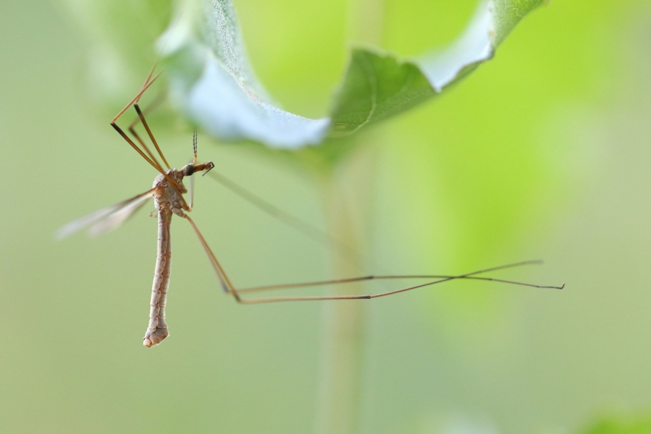 beeldvullend - Geleedpotigen - langpootmug