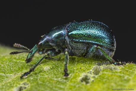 Berkensigarenmaker (Byctiscus betulae)