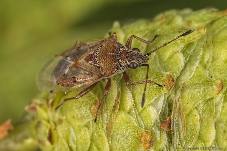 Berkensmalsnuit (Kleidocerys resedae)