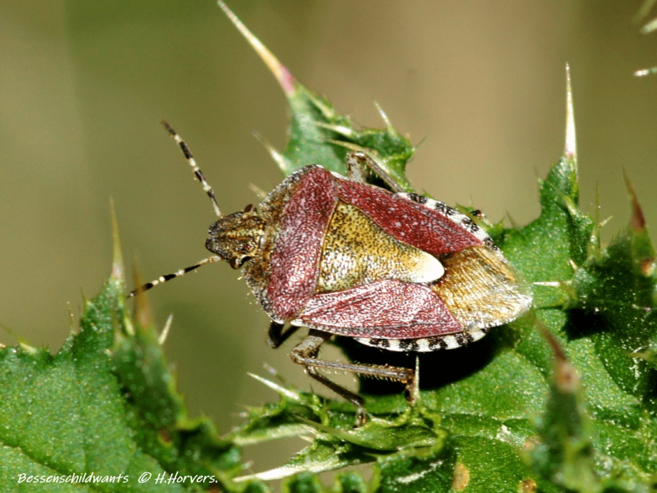 Bessenschildwants (Dolycoris baccarum) - Geleedpotigen - Bessenschildwants