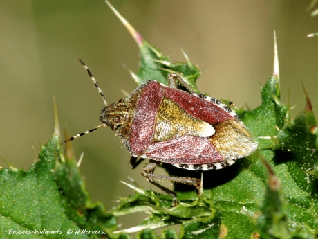 Bessenschildwants (Dolycoris baccarum)