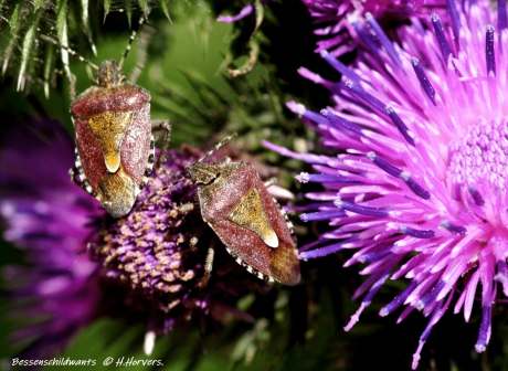 Bessenschildwantsen (Dolycoris baccarum)