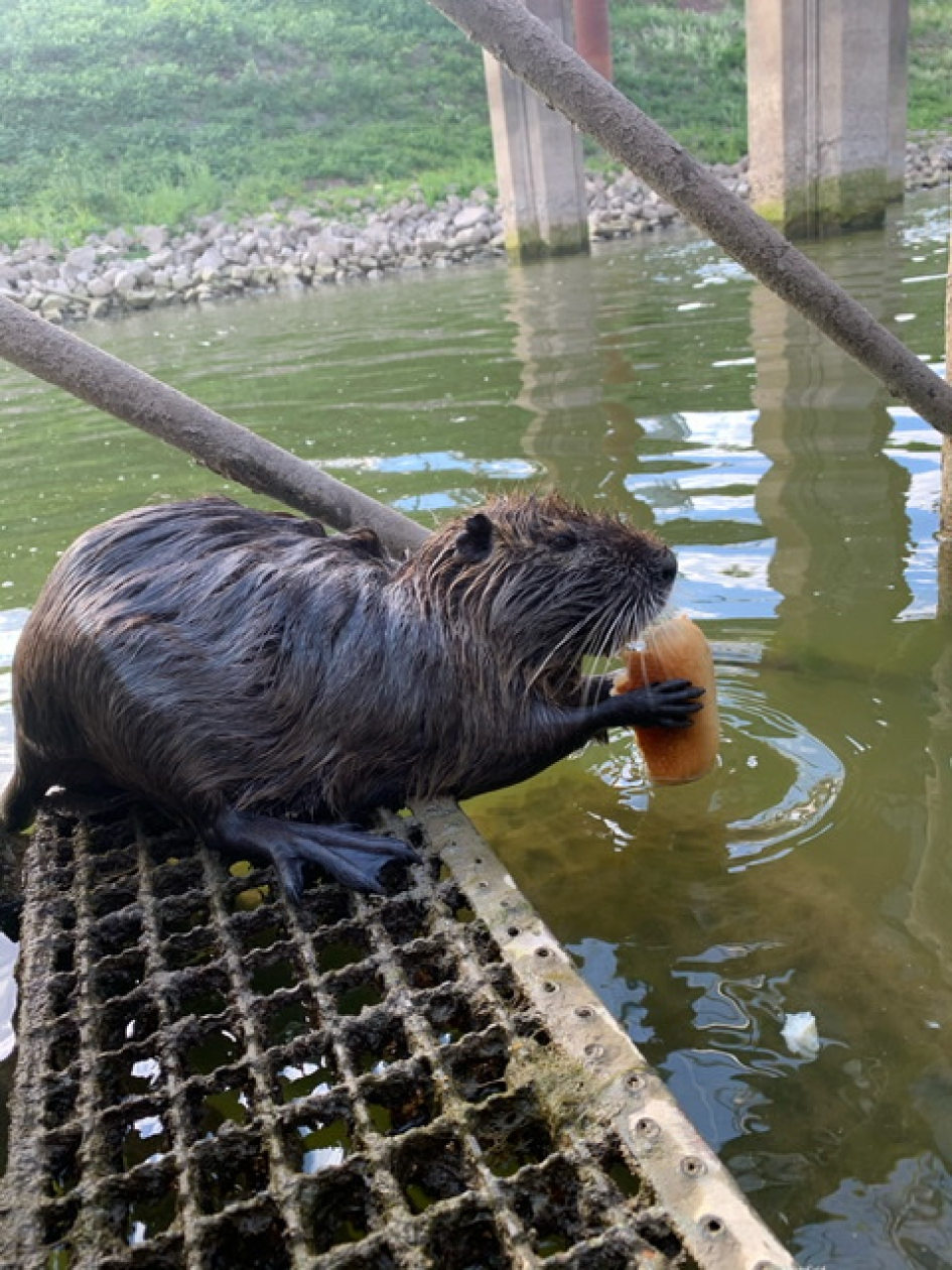 Beverrat met ontbijt - Zoogdieren - Beverrat