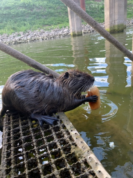 Beverrat met ontbijt