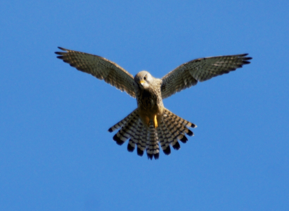 "Biddende" Torenvalk - Vogels - Torenvalk