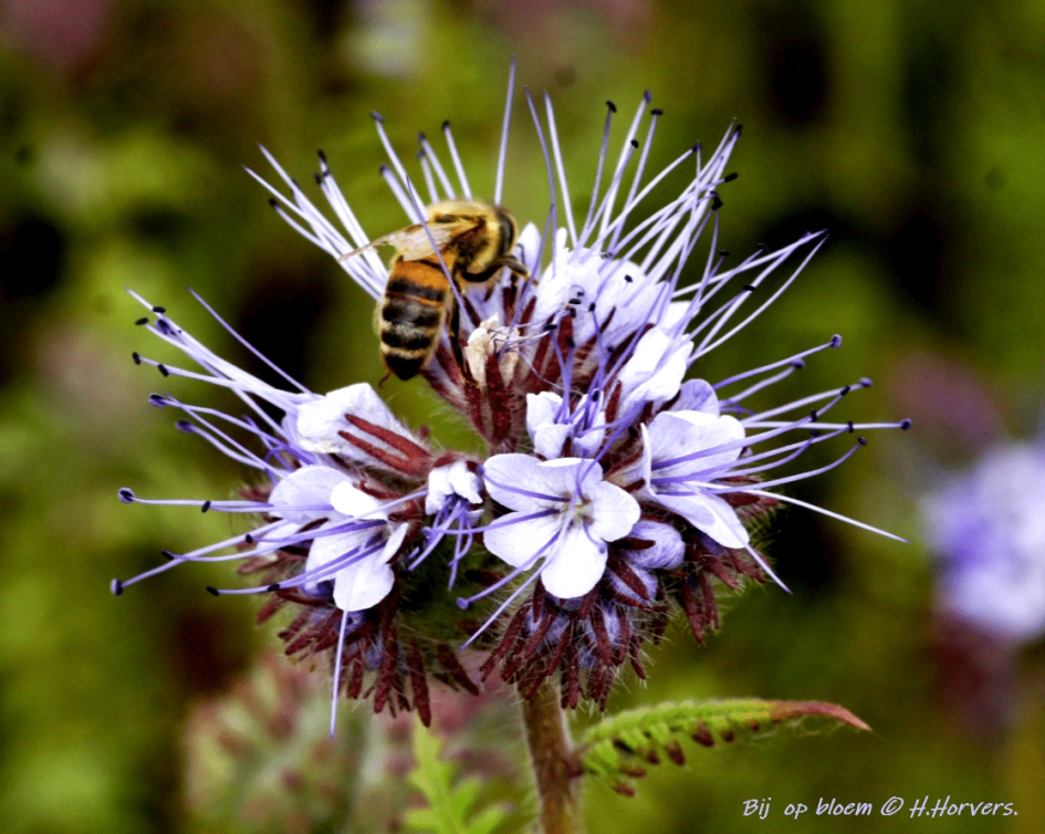 Bij op bloem. - Geleedpotigen - bij