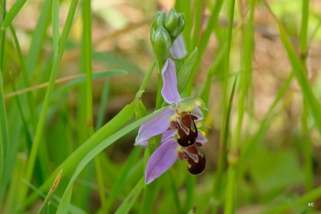 bijenorchis