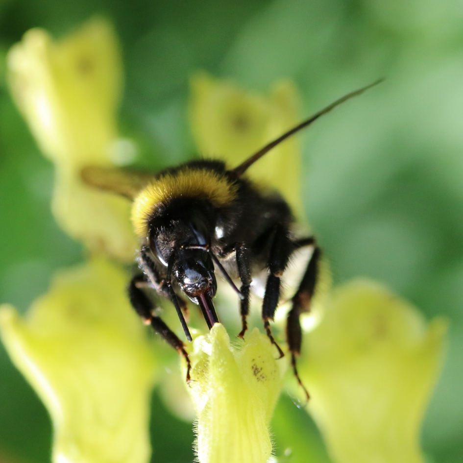 Bijtje slurp slurp - Geleedpotigen - 