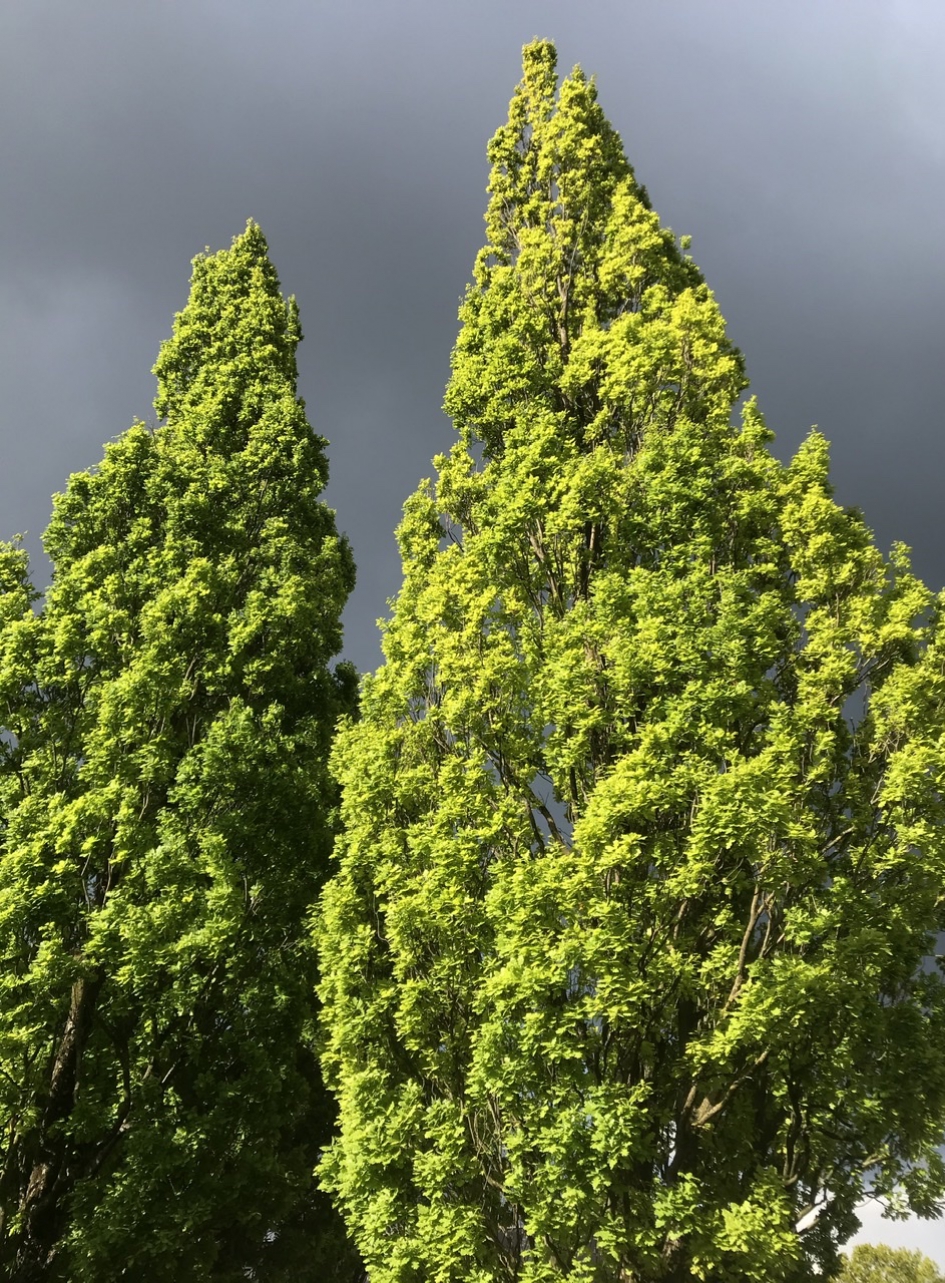 Bijzondere kleuren - Planten - 