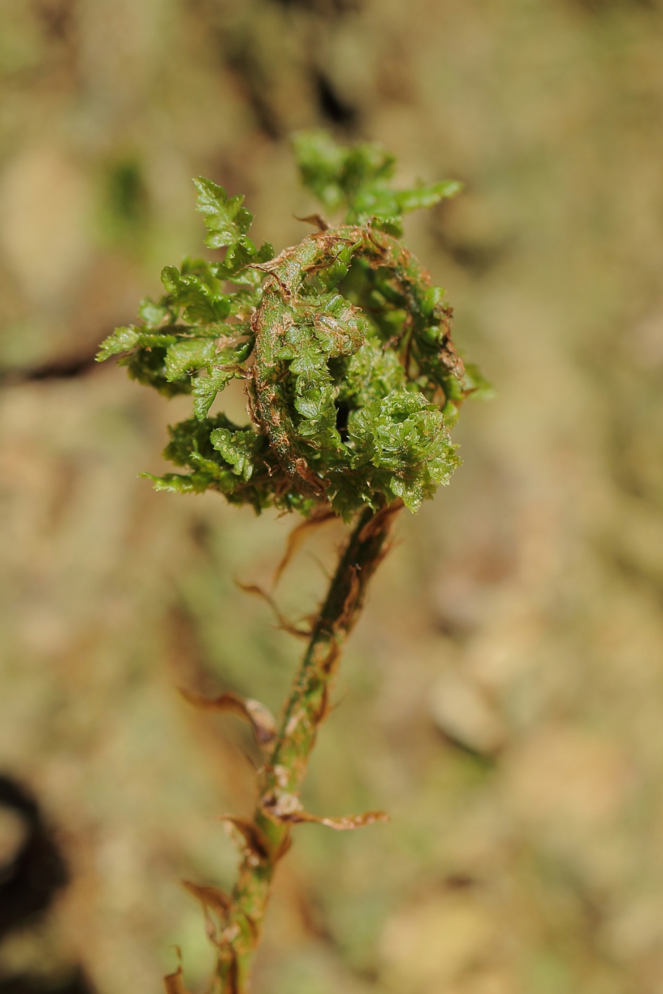 bladontplooiing - Planten - brede stekelvaren