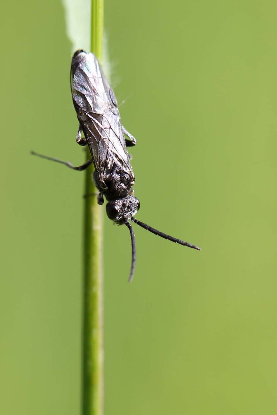 bladwesp - Geleedpotigen - 