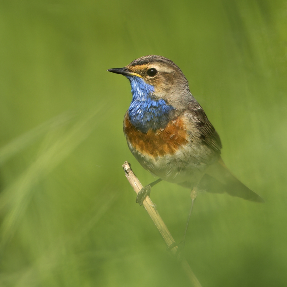 Blauwborst in het groen ... - Vogels - Blauwborst