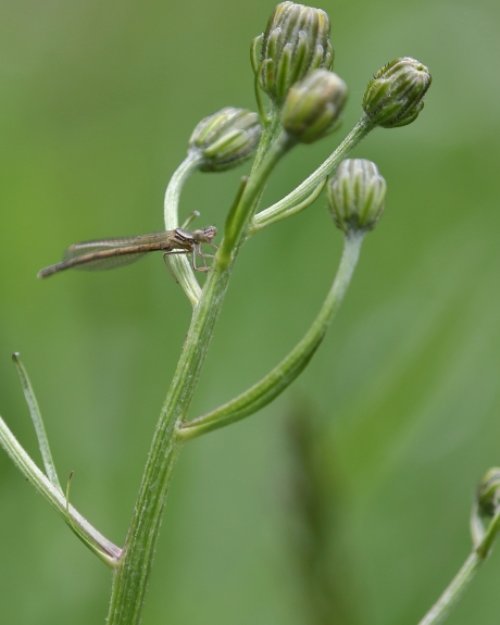 blauwe breedscheenjuffer