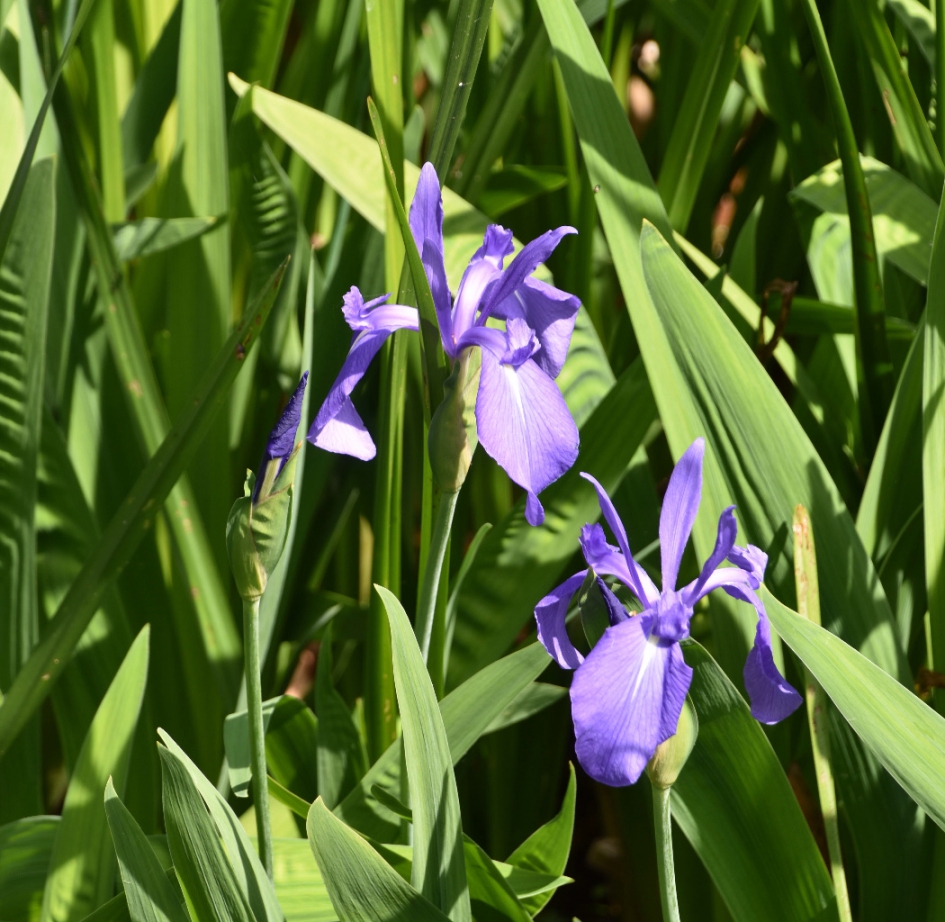 Blauwe iris - Planten - 