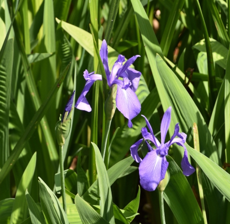 Blauwe iris
