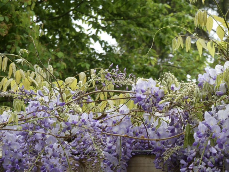 Blauwe regen - Planten - 