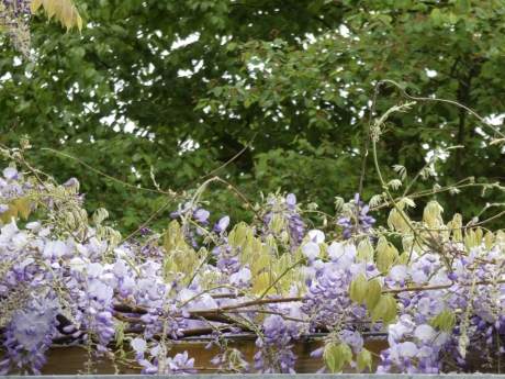 Blauwe regen