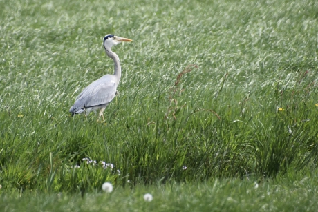 Blauwe reiger