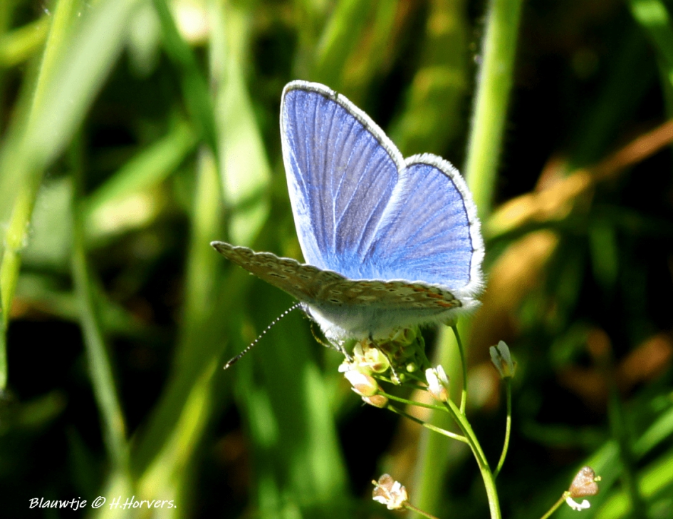 Blauwtje - Geleedpotigen - Blauwtje