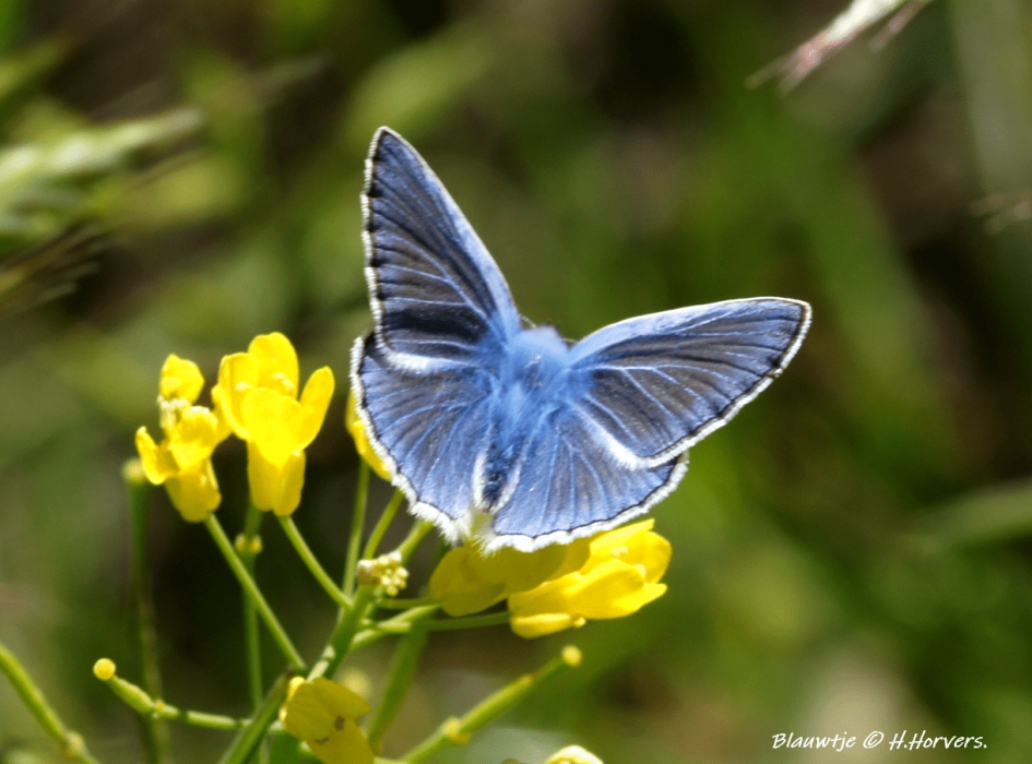 Blauwtje - Geleedpotigen - Blauwtje