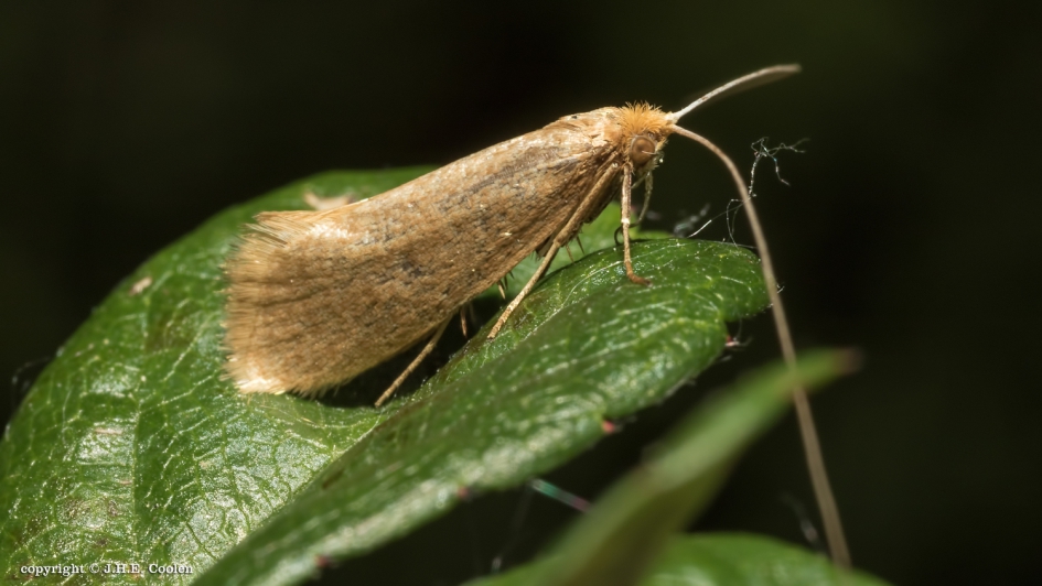 Bleke langsprietmot (Nematopogon swammerdamella) - Geleedpotigen - Bleke langsprietmot