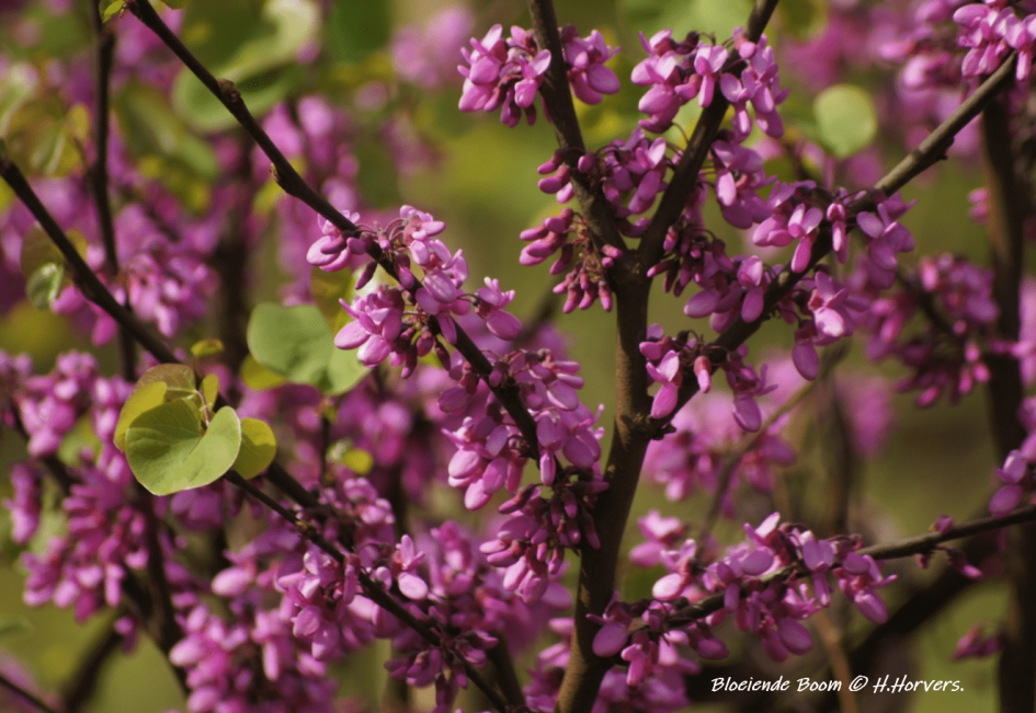 Bloeiende boom - Planten - Bloeiende boom