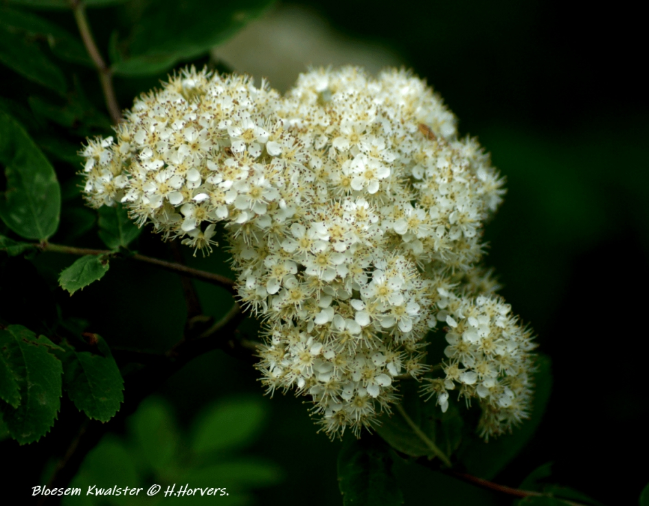 Bloeiende Kwalster - Planten - Bloeiende Kwalster