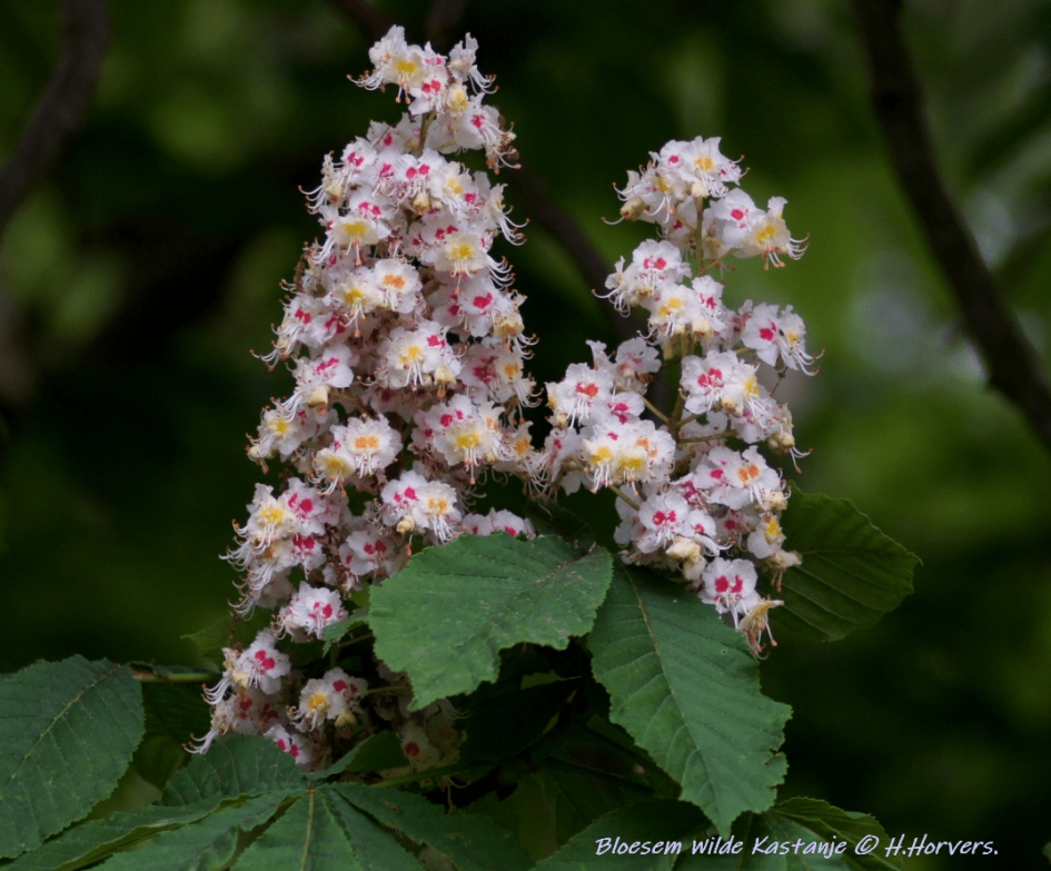 Bloesem wilde kastanje - Planten - Bloesem wilde kastanje