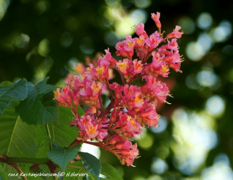 Bloesem Wilde Kastanje (rose variant).