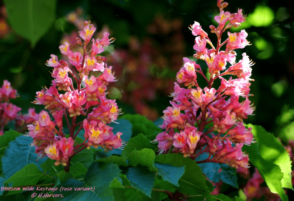Bloesem Wilde Kastanje (rose variant). - Planten - Bloesem Wilde Kastanje (rose variant).